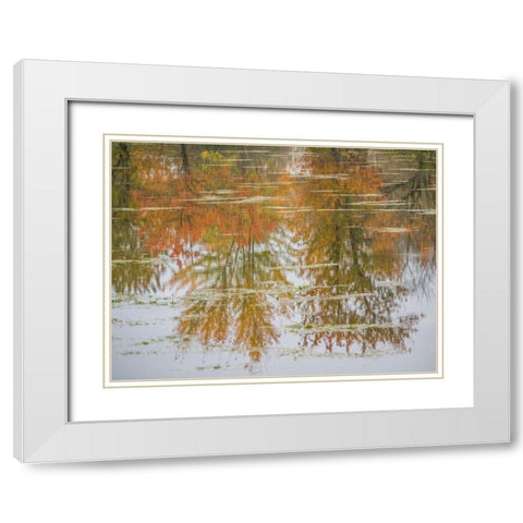 USA-Washington State-Fall City and fall colored trees in reflection Snoqualmie River White Modern Wood Framed Art Print with Double Matting by Gulin, Sylvia