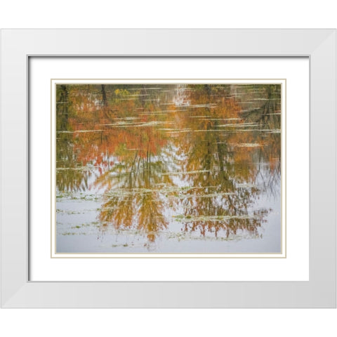 USA-Washington State-Fall City and fall colored trees in reflection Snoqualmie River White Modern Wood Framed Art Print with Double Matting by Gulin, Sylvia