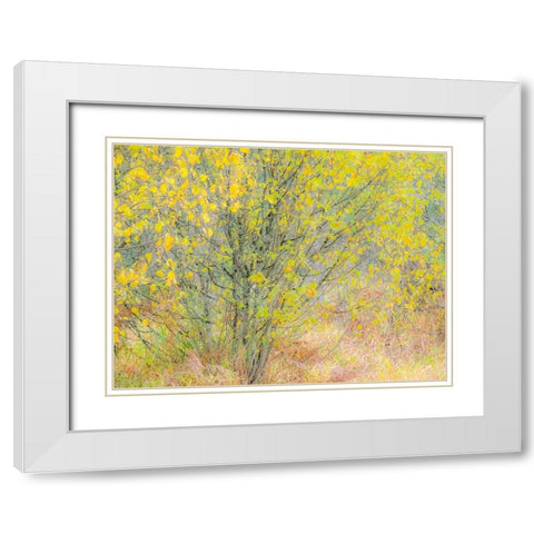 USA-Washington State-Bellevue alder tree golden/yellow fall colors White Modern Wood Framed Art Print with Double Matting by Gulin, Sylvia