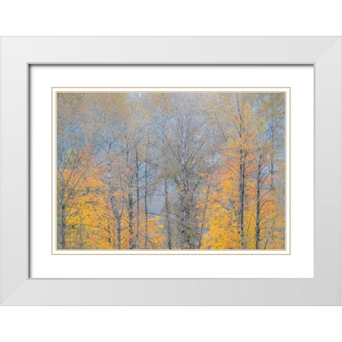 USA-Washington State-Preston-Cottonwoods and Big Leaf Maple trees in fall colors White Modern Wood Framed Art Print with Double Matting by Gulin, Sylvia