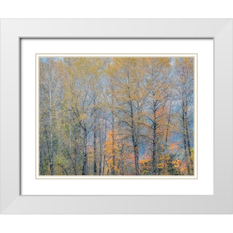 USA-Washington State-Preston-Cottonwoods trees in fall colors White Modern Wood Framed Art Print with Double Matting by Gulin, Sylvia