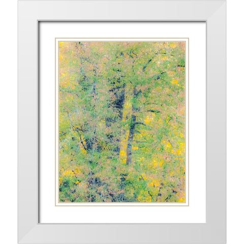 USA-Washington State-Preston-Cottonwoods trees in fall colors White Modern Wood Framed Art Print with Double Matting by Gulin, Sylvia