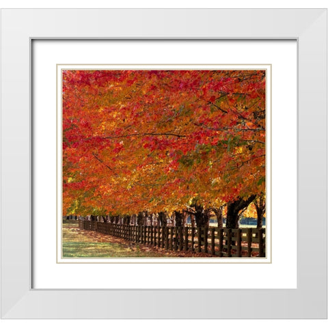 USA-Washington State-North Bend fence and tree lined driveway in fall colors White Modern Wood Framed Art Print with Double Matting by Gulin, Sylvia