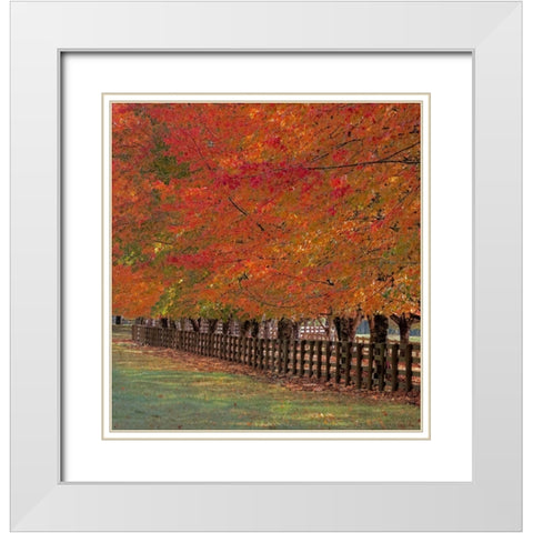 USA-Washington State-North Bend fence and tree lined driveway in fall colors White Modern Wood Framed Art Print with Double Matting by Gulin, Sylvia