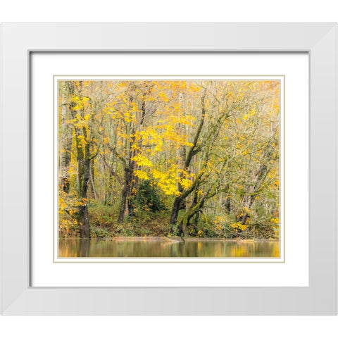 USA-Washington State-Snoqualmie River edged by Big Leaf Maple Trees in yellow White Modern Wood Framed Art Print with Double Matting by Gulin, Sylvia