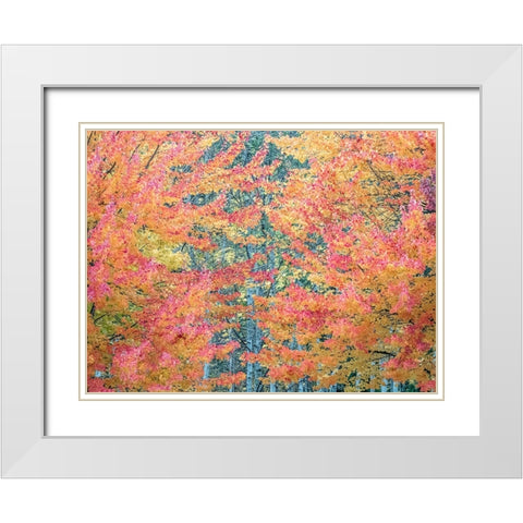 USA-Washington State-Issaquah with fall colored Maple trees along downtown roads White Modern Wood Framed Art Print with Double Matting by Gulin, Sylvia