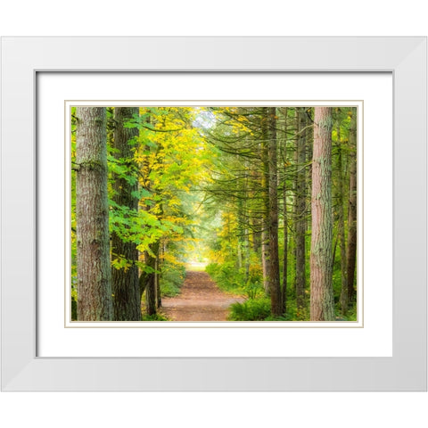 USA-Washington State-Sammamish with trail edged by evergreens and maple trees White Modern Wood Framed Art Print with Double Matting by Gulin, Sylvia