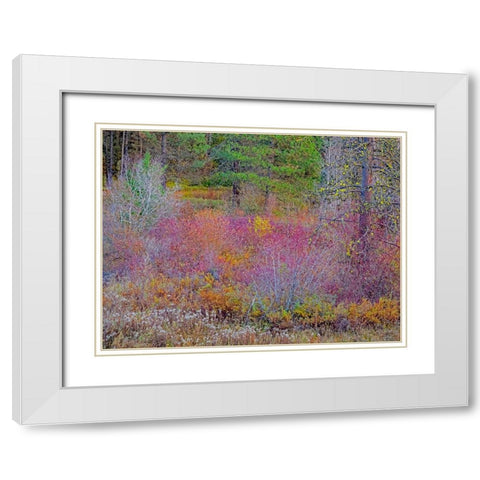USA-Washington State-Swauk Creek just off of Highway 97 with fall colors on Vine Maple White Modern Wood Framed Art Print with Double Matting by Gulin, Sylvia