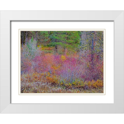 USA-Washington State-Swauk Creek just off of Highway 97 with fall colors on Vine Maple White Modern Wood Framed Art Print with Double Matting by Gulin, Sylvia