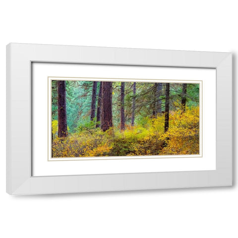 USA-Washington State-off Highway 97 Ponderosa Pine with Golden Carpet below White Modern Wood Framed Art Print with Double Matting by Gulin, Sylvia