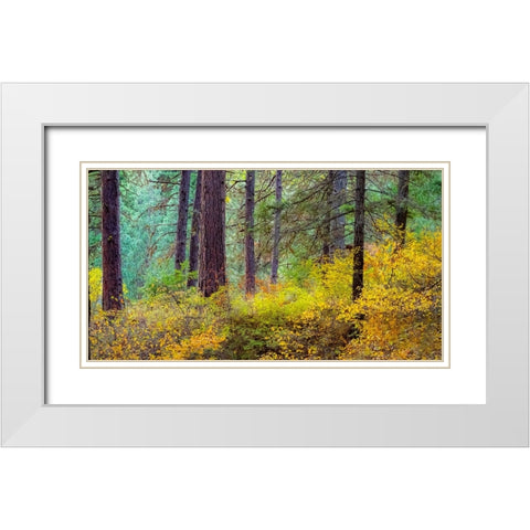USA-Washington State-off Highway 97 Ponderosa Pine with Golden Carpet below White Modern Wood Framed Art Print with Double Matting by Gulin, Sylvia