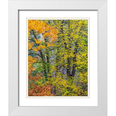 USA-Washington State-Easton and fall colors on Big Leaf Maple and Vine Maple White Modern Wood Framed Art Print with Double Matting by Gulin, Sylvia