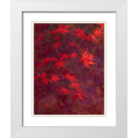 USA-Washington State-Pacific Northwest-Sammamish and red Japanese Maple leaves White Modern Wood Framed Art Print with Double Matting by Gulin, Sylvia