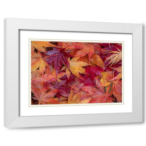 USA-Washington State-Pacific Northwest-Sammamish and red Japanese Maple leaves fallen on ground White Modern Wood Framed Art Print with Double Matting by Gulin, Sylvia