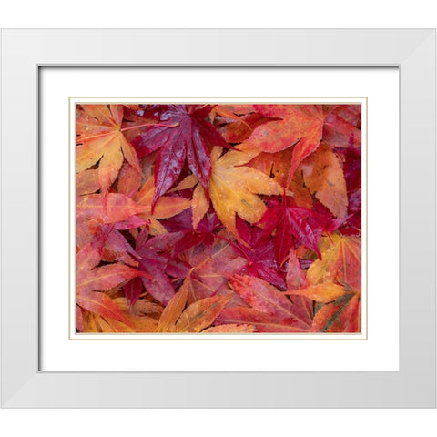 USA-Washington State-Pacific Northwest-Sammamish and red Japanese Maple leaves fallen on ground White Modern Wood Framed Art Print with Double Matting by Gulin, Sylvia