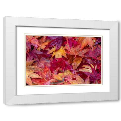 USA-Washington State-Pacific Northwest-Sammamish and red Japanese Maple leaves fallen on ground White Modern Wood Framed Art Print with Double Matting by Gulin, Sylvia