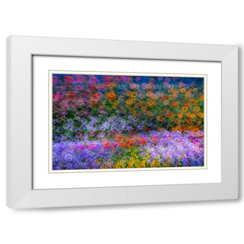 USA-Washington State-Pacific Northwest-Sammamish colorful flowers and blue picket fence White Modern Wood Framed Art Print with Double Matting by Gulin, Sylvia