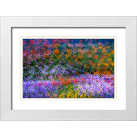 USA-Washington State-Pacific Northwest-Sammamish colorful flowers and blue picket fence White Modern Wood Framed Art Print with Double Matting by Gulin, Sylvia