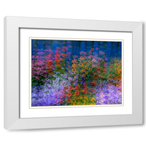 USA-Washington State-Pacific Northwest-Sammamish colorful flowers and blue picket fence White Modern Wood Framed Art Print with Double Matting by Gulin, Sylvia
