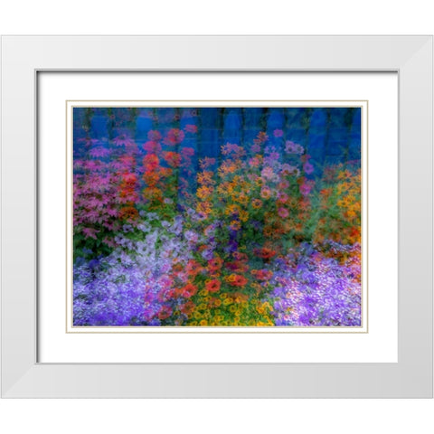 USA-Washington State-Pacific Northwest-Sammamish colorful flowers and blue picket fence White Modern Wood Framed Art Print with Double Matting by Gulin, Sylvia