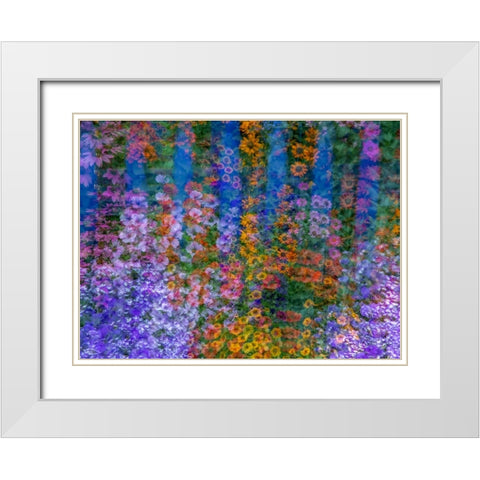 USA-Washington State-Pacific Northwest-Sammamish colorful flowers and blue picket fence White Modern Wood Framed Art Print with Double Matting by Gulin, Sylvia