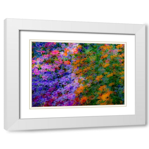 USA-Washington State-Pacific Northwest-Sammamish colorful flowers and blue picket fence White Modern Wood Framed Art Print with Double Matting by Gulin, Sylvia