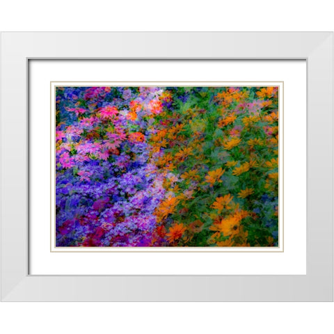 USA-Washington State-Pacific Northwest-Sammamish colorful flowers and blue picket fence White Modern Wood Framed Art Print with Double Matting by Gulin, Sylvia