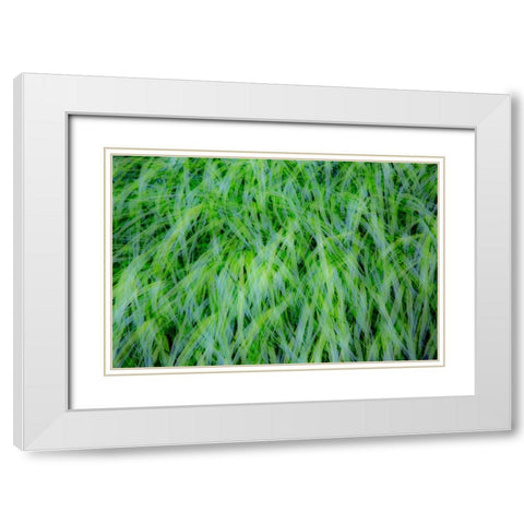 USA-Washington State-Pacific Northwest Sammamish with green grasses White Modern Wood Framed Art Print with Double Matting by Gulin, Sylvia