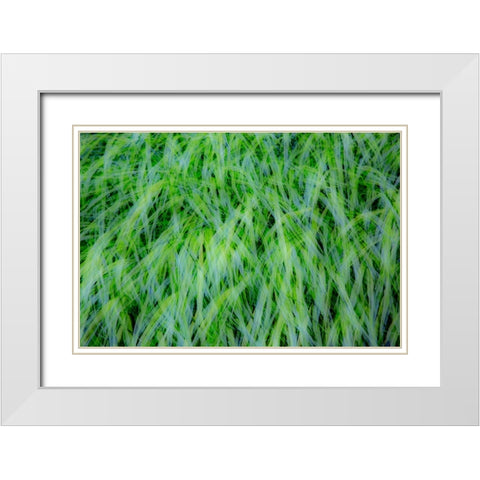 USA-Washington State-Pacific Northwest Sammamish with green grasses White Modern Wood Framed Art Print with Double Matting by Gulin, Sylvia