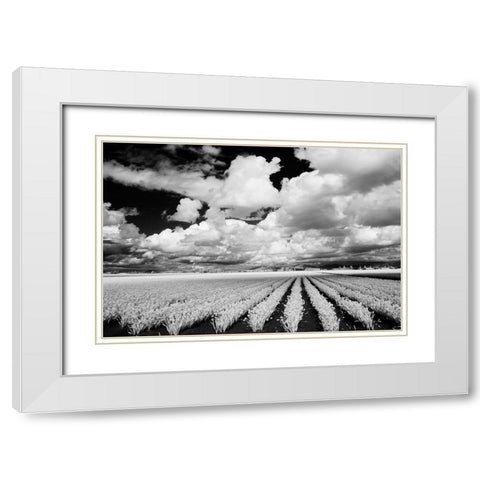 USA-Washington State-Skagit Valley-Large field of Tulip rows and clouds White Modern Wood Framed Art Print with Double Matting by Eggers, Terry
