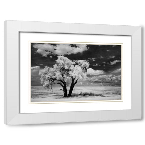USA-Washington State-Lone tree in field in wheat White Modern Wood Framed Art Print with Double Matting by Eggers, Terry