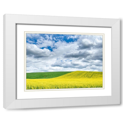 USA-Washington State-Palouse-Rolling hills of canola and wheat White Modern Wood Framed Art Print with Double Matting by Eggers, Terry