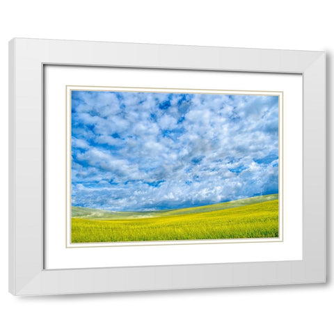 USA-Washington State-Palouse-Spring canola field with beautiful clouds White Modern Wood Framed Art Print with Double Matting by Eggers, Terry