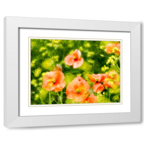 USA-Washington State-Spring Fire Poppies White Modern Wood Framed Art Print with Double Matting by Eggers, Terry