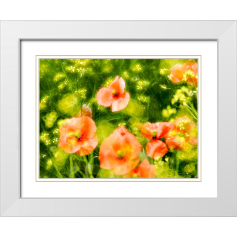 USA-Washington State-Spring Fire Poppies White Modern Wood Framed Art Print with Double Matting by Eggers, Terry