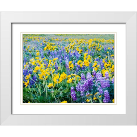 USA-Washington State Arrowleaf balsamroot and lupine White Modern Wood Framed Art Print with Double Matting by Eggers, Terry