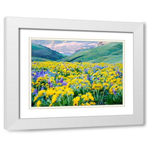 USA-Washington State Arrowleaf balsamroot and lupine White Modern Wood Framed Art Print with Double Matting by Eggers, Terry