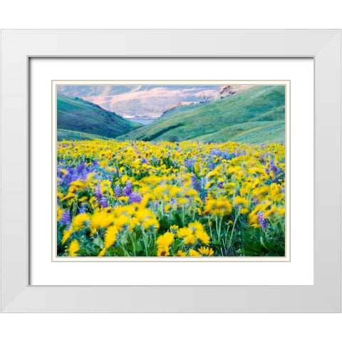 USA-Washington State Arrowleaf balsamroot and lupine White Modern Wood Framed Art Print with Double Matting by Eggers, Terry