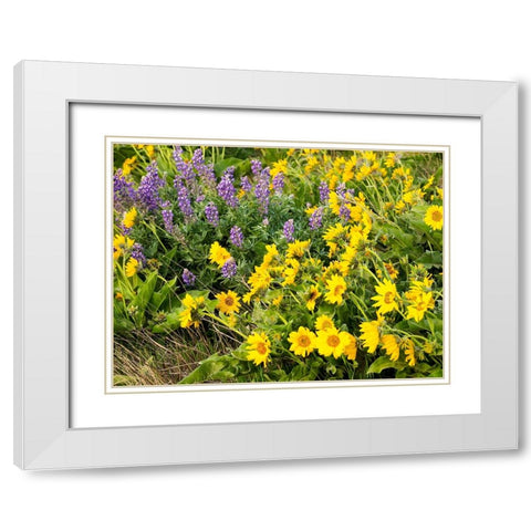 USA-Washington State Arrowleaf balsamroot and lupine White Modern Wood Framed Art Print with Double Matting by Eggers, Terry