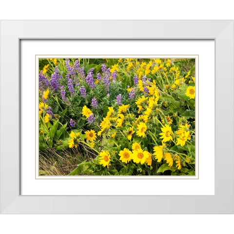 USA-Washington State Arrowleaf balsamroot and lupine White Modern Wood Framed Art Print with Double Matting by Eggers, Terry