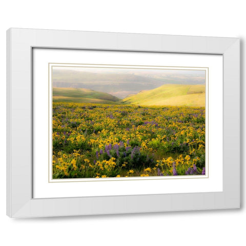 USA-Washington State Arrowleaf balsamroot and lupine White Modern Wood Framed Art Print with Double Matting by Eggers, Terry