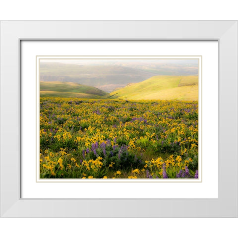 USA-Washington State Arrowleaf balsamroot and lupine White Modern Wood Framed Art Print with Double Matting by Eggers, Terry
