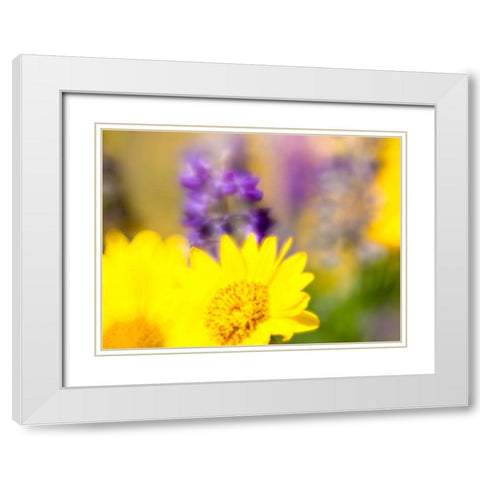 USA-Washington State Close-up of Arrowleaf Balsamroot and lupine White Modern Wood Framed Art Print with Double Matting by Eggers, Terry