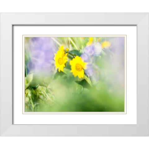 USA-Washington State Close-up of Arrowleaf Balsamroot and lupine White Modern Wood Framed Art Print with Double Matting by Eggers, Terry