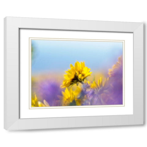 USA-Washington State Close-up of Arrowleaf Balsamroot and lupine White Modern Wood Framed Art Print with Double Matting by Eggers, Terry