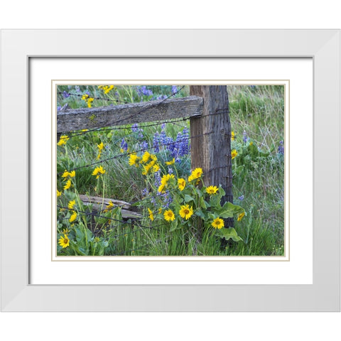 USA-Washington State Fence line with spring wildflowers White Modern Wood Framed Art Print with Double Matting by Eggers, Terry
