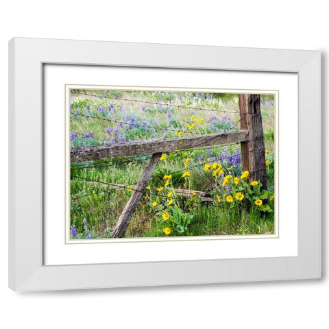 USA-Washington State Fence line with spring wildflowers White Modern Wood Framed Art Print with Double Matting by Eggers, Terry