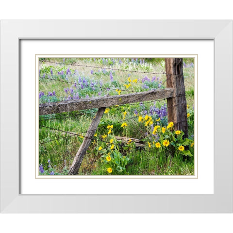 USA-Washington State Fence line with spring wildflowers White Modern Wood Framed Art Print with Double Matting by Eggers, Terry