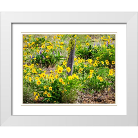 USA-Washington State Fence line with spring wildflowers White Modern Wood Framed Art Print with Double Matting by Eggers, Terry