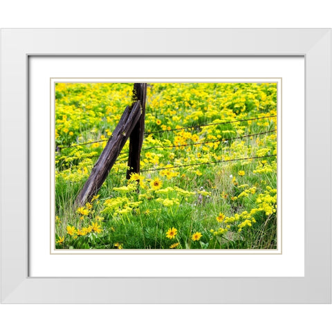 USA-Washington State Fence line with spring wildflowers White Modern Wood Framed Art Print with Double Matting by Eggers, Terry